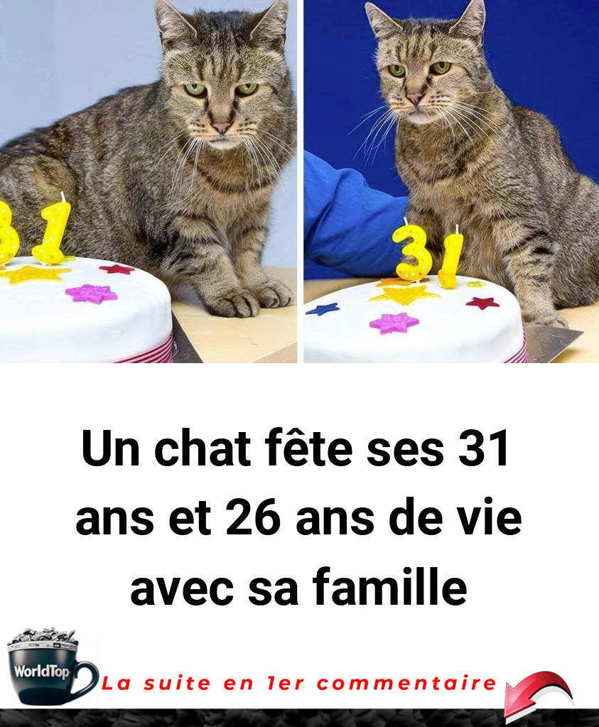 Un chat fête ses 31 ans et 26 ans de vie avec sa famille