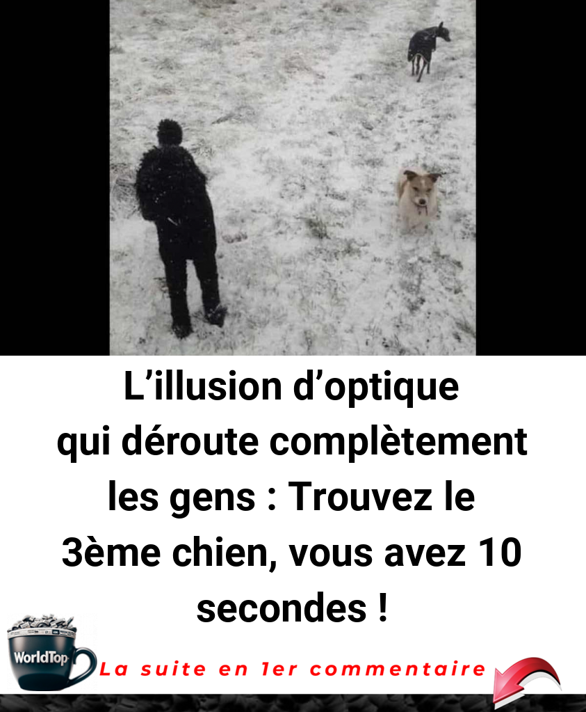 L'illusion d'optique qui déroute complètement les gens : Trouvez le 3ème chien, vous avez 10 secondes !