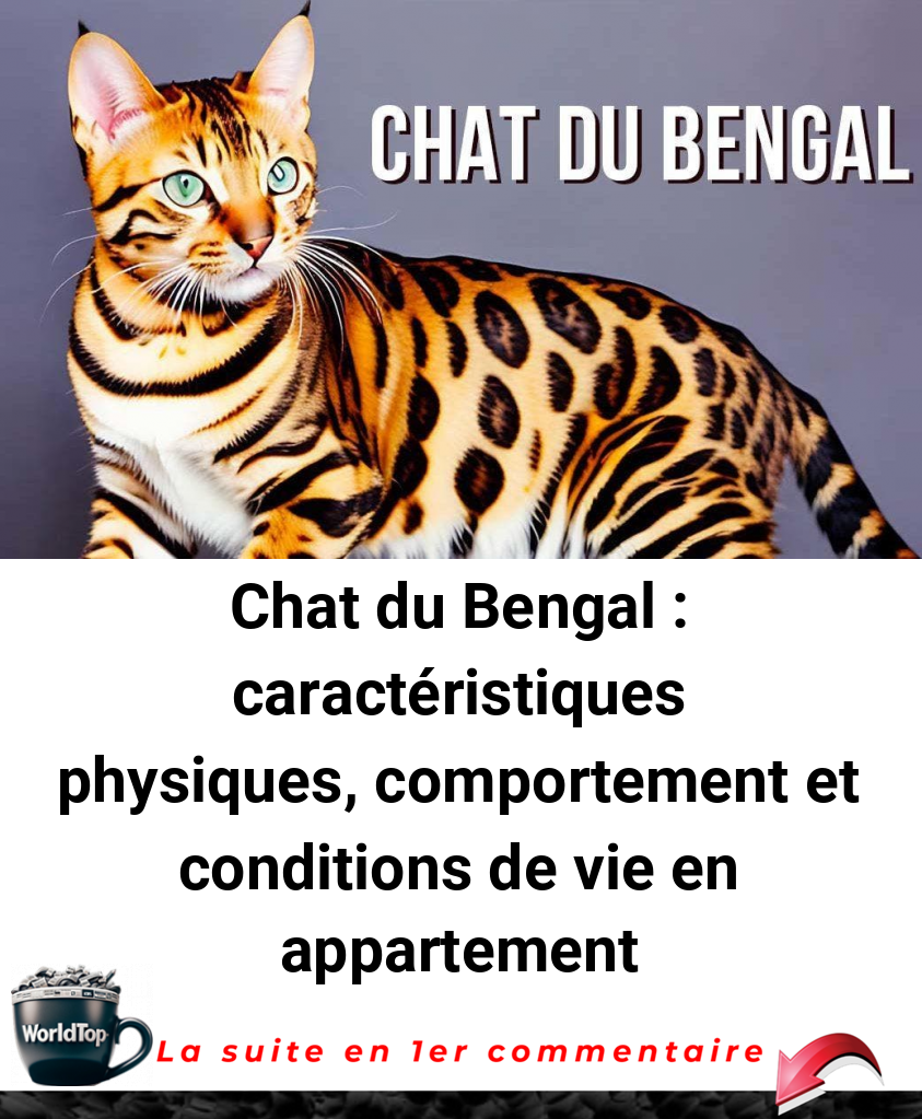 Chat du Bengal : caractéristiques physiques, comportement et conditions de vie en appartement