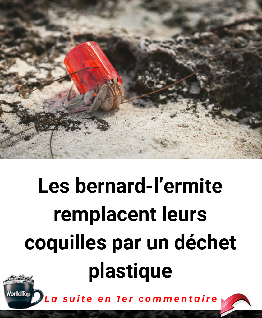Les bernard-l'ermite remplacent leurs coquilles par un déchet plastique