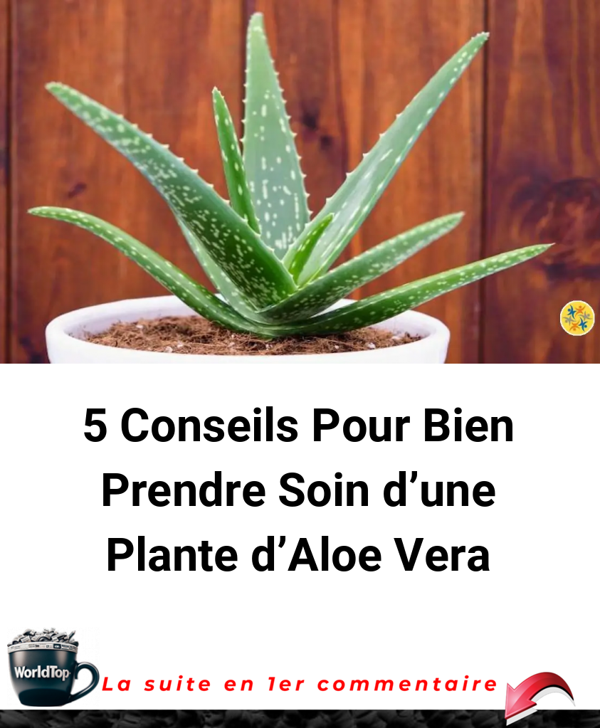 5 Conseils Pour Bien Prendre Soin d’une Plante d’Aloe Vera