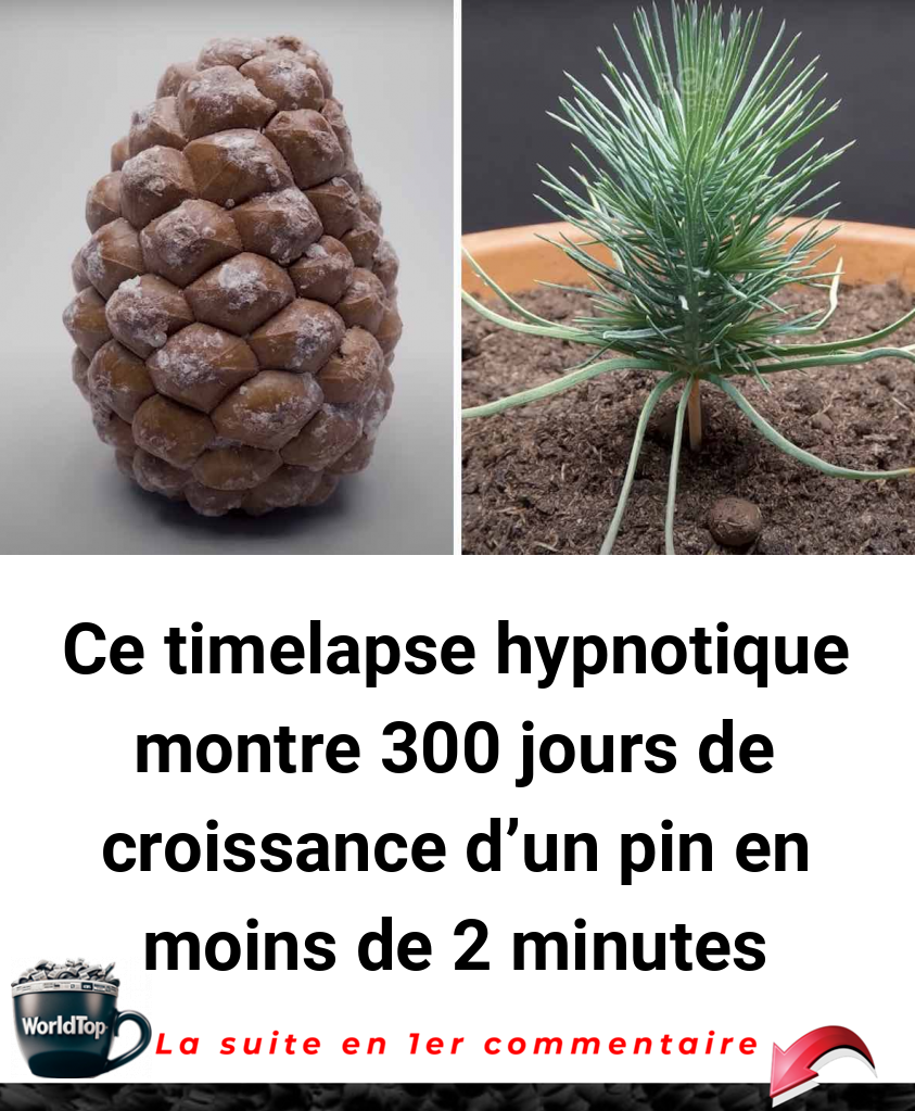 Ce timelapse hypnotique montre 300 jours de croissance d'un pin en moins de 2 minutes