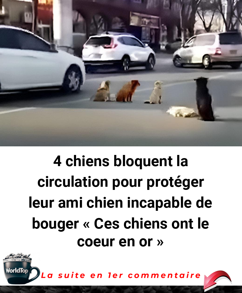 4 chiens bloquent la circulation pour protéger leur ami chien incapable de bouger « Ces chiens ont le coeur en or »