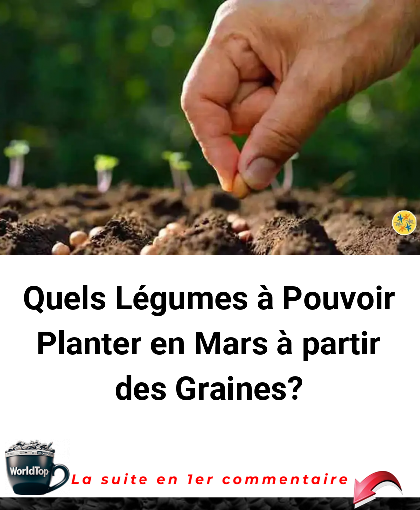 Quels Légumes à Pouvoir Planter en Mars à partir des Graines?