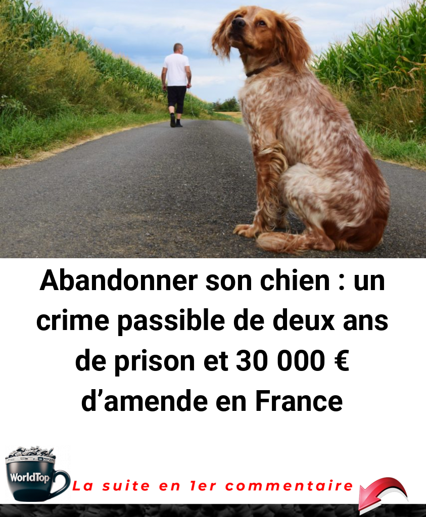 Abandonner son chien : un crime passible de deux ans de prison et 30 000 € d’amende en France