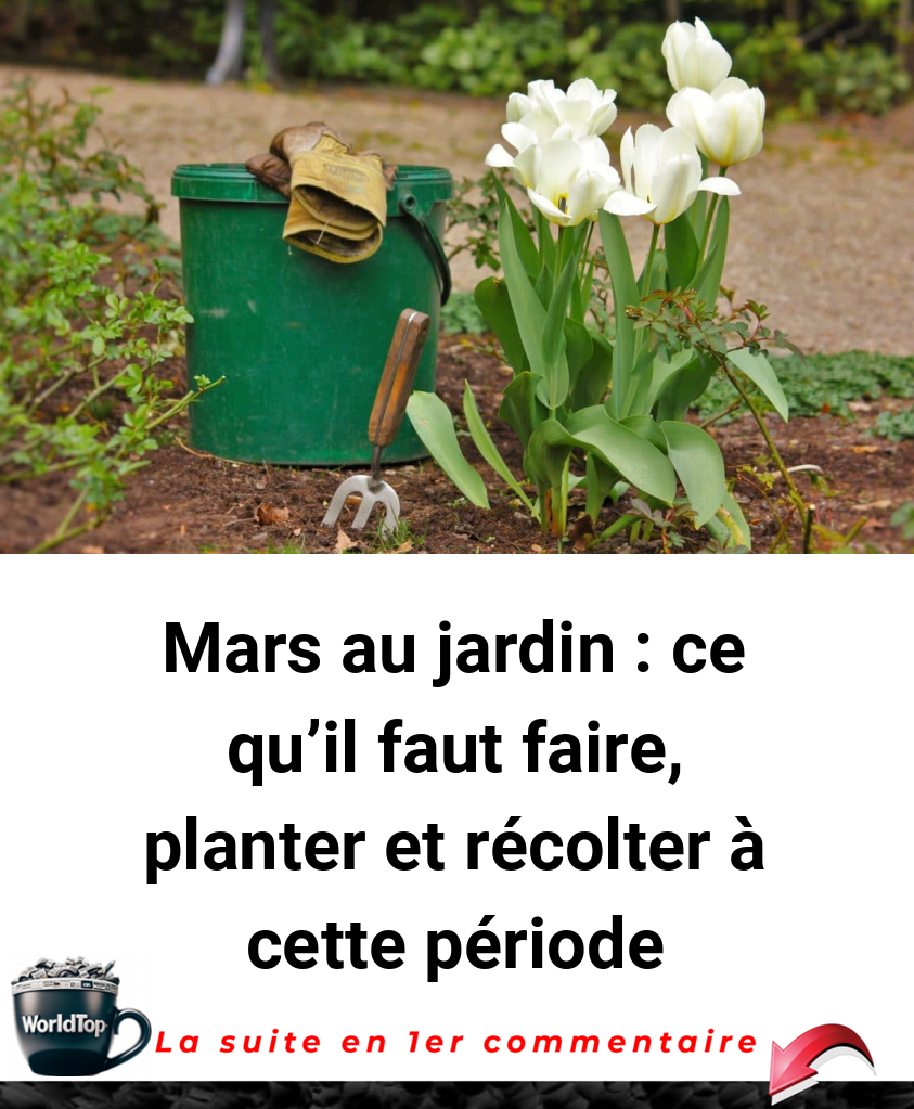 Mars au jardin : ce qu’il faut faire, planter et récolter à cette période