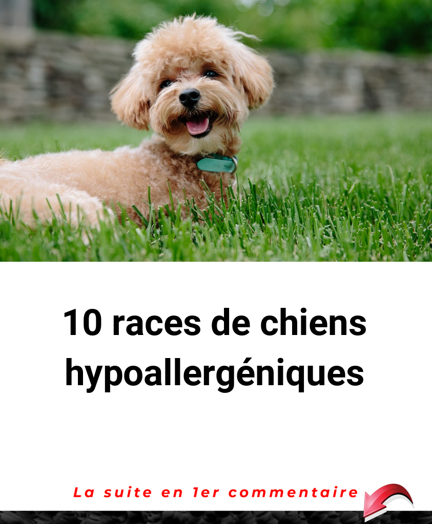 10 races de chiens hypoallergéniques