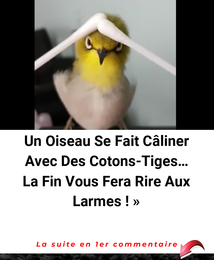Un Oiseau Se Fait Câliner Avec Des Cotons-Tiges… La Fin Vous Fera Rire Aux Larmes ! »
