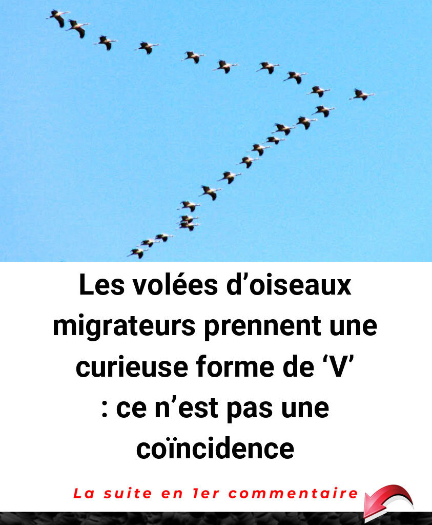 Les volées d'oiseaux migrateurs prennent une curieuse forme de 'V' : ce n'est pas une coïncidence
