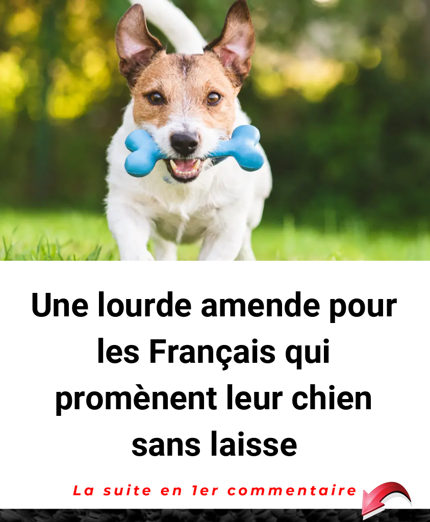 Une lourde amende pour les Français qui promènent leur chien sans laisse