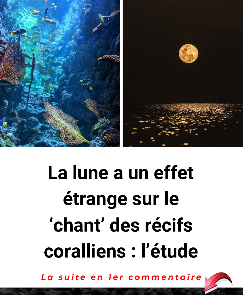 La lune a un effet étrange sur le 'chant' des récifs coralliens : l'étude