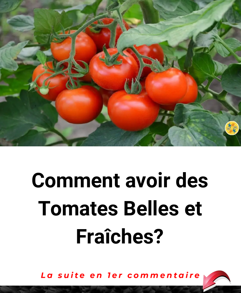 Comment avoir des Tomates Belles et Fraîches?