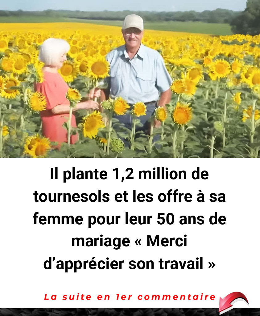 Il plante 1,2 million de tournesols et les offre à sa femme pour leur 50 ans de mariage -Merci d'apprécier son travail-